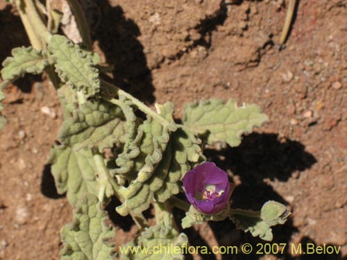 Bild von Cristaria andicola (). Klicken Sie, um den Ausschnitt zu vergrössern.
