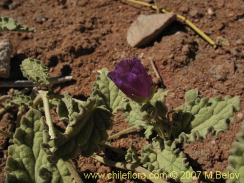 Bild von Cristaria andicola (). Klicken Sie, um den Ausschnitt zu vergrössern.