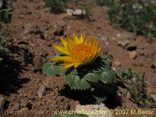Image of Chaetanthera flabellifolia (Corona de reina). Click to enlarge parts of image.