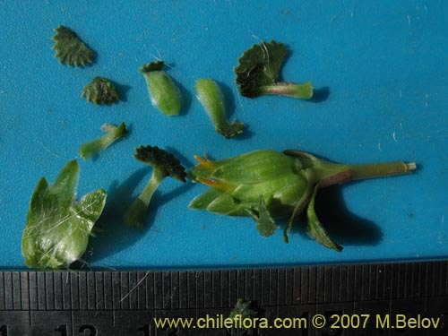 Imágen de Chaetanthera flabellifolia (Corona de reina). Haga un clic para aumentar parte de imágen.