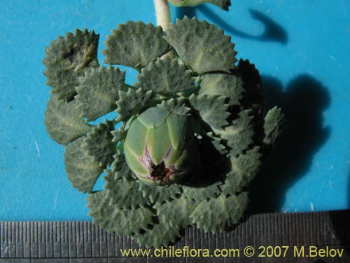 Imágen de Chaetanthera flabellifolia (Corona de reina). Haga un clic para aumentar parte de imágen.