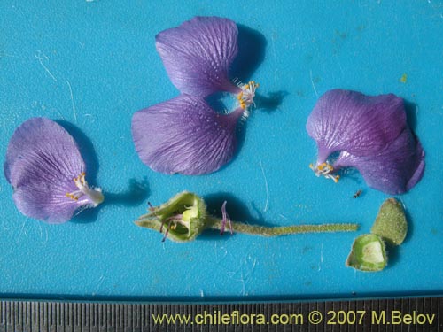 Bild von Cristaria andicola (). Klicken Sie, um den Ausschnitt zu vergrössern.