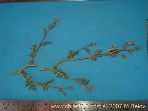 Brassicaceae sp. #1916의 사진