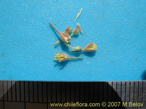 Brassicaceae sp. #1916의 사진