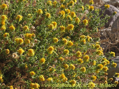 Image of Haplopappus baylahuen (). Click to enlarge parts of image.