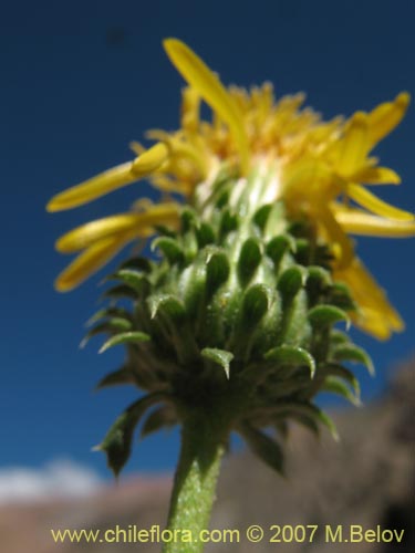 Image of Haplopappus baylahuen (). Click to enlarge parts of image.