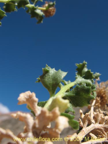 Image of Haplopappus baylahuen (). Click to enlarge parts of image.