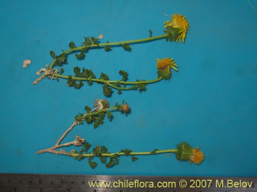 Image of Haplopappus baylahuen (). Click to enlarge parts of image.