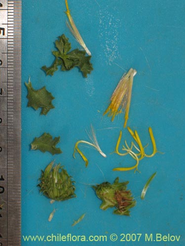 Haplopappus baylahuen의 사진