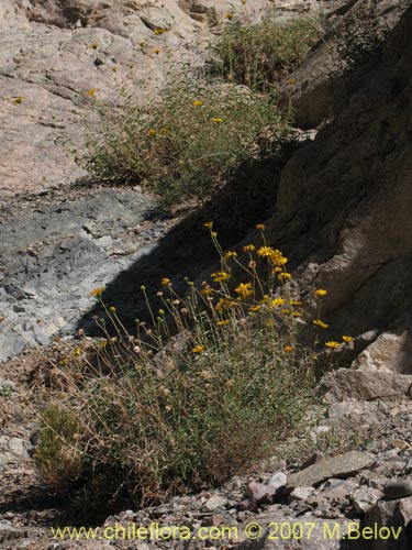 Bild von Viguiera gayana (). Klicken Sie, um den Ausschnitt zu vergrössern.