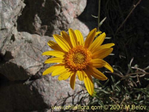 Bild von Viguiera gayana (). Klicken Sie, um den Ausschnitt zu vergrössern.