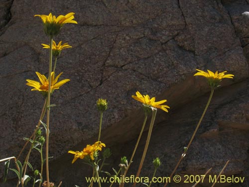 Bild von Viguiera gayana (). Klicken Sie, um den Ausschnitt zu vergrössern.