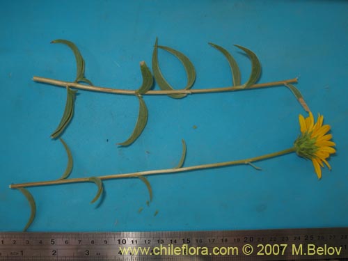 Bild von Viguiera gayana (). Klicken Sie, um den Ausschnitt zu vergrössern.