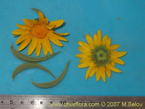 Bild von Viguiera gayana (). Klicken Sie, um den Ausschnitt zu vergrössern.