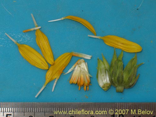 Bild von Viguiera gayana (). Klicken Sie, um den Ausschnitt zu vergrössern.