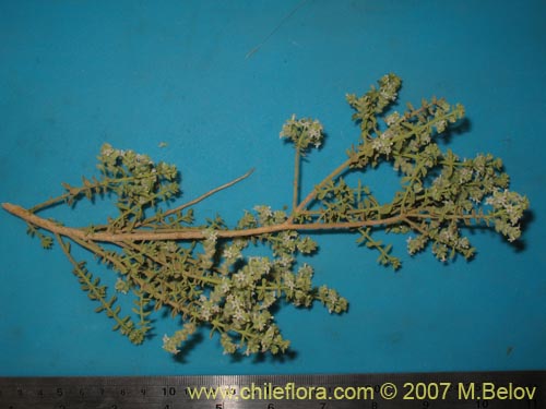 Acantholippia trifida의 사진