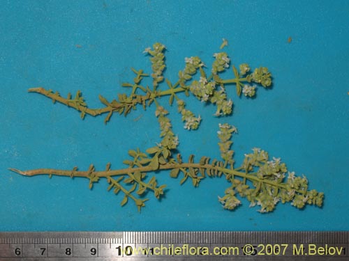 Acantholippia trifida의 사진