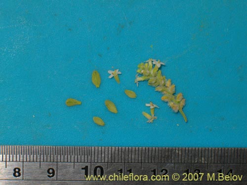 Acantholippia trifida의 사진