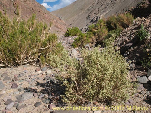 Acantholippia trifida의 사진