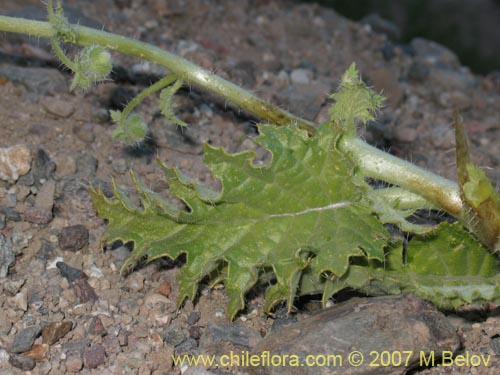 Image of Loasa arnottiana (). Click to enlarge parts of image.