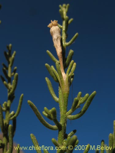 Imágen de Fabiana viscosa (). Haga un clic para aumentar parte de imágen.