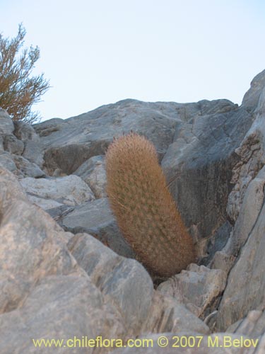 Image of Eriosyce eriosyzoides (). Click to enlarge parts of image.