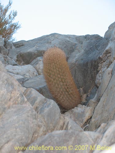 Image of Eriosyce eriosyzoides (). Click to enlarge parts of image.