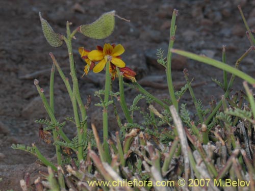 Imágen de Caesalpinia angulata (). Haga un clic para aumentar parte de imágen.