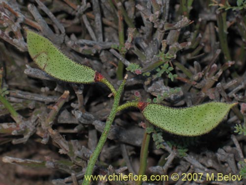 Imágen de Caesalpinia angulata (). Haga un clic para aumentar parte de imágen.