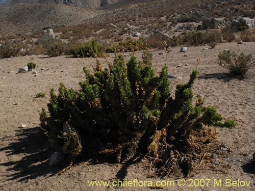 Image of Haplopappus remyanus (). Click to enlarge parts of image.