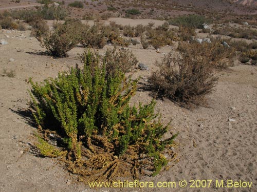 Image of Haplopappus remyanus (). Click to enlarge parts of image.