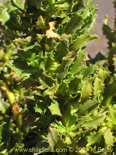 Image of Haplopappus remyanus (). Click to enlarge parts of image.