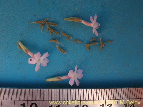 Bild von Verbena sp. #3051 (). Klicken Sie, um den Ausschnitt zu vergrössern.