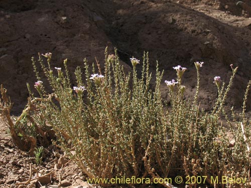 Bild von Verbena sp. #3051 (). Klicken Sie, um den Ausschnitt zu vergrössern.