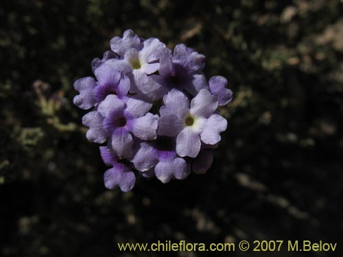 Bild von Verbena sp. #3051 (). Klicken Sie, um den Ausschnitt zu vergrössern.