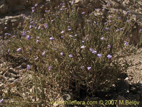 Bild von Verbena sp. #3051 (). Klicken Sie, um den Ausschnitt zu vergrössern.