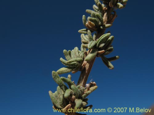 Bild von Verbena sp. #3051 (). Klicken Sie, um den Ausschnitt zu vergrössern.