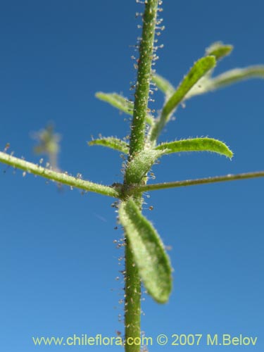 Bild von Schizanthus parvulus (). Klicken Sie, um den Ausschnitt zu vergrössern.