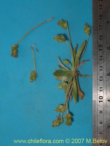 Image of Plantago firma (). Click to enlarge parts of image.