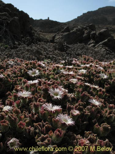 Bild von Mesembryanthemum crystallinum (). Klicken Sie, um den Ausschnitt zu vergrössern.