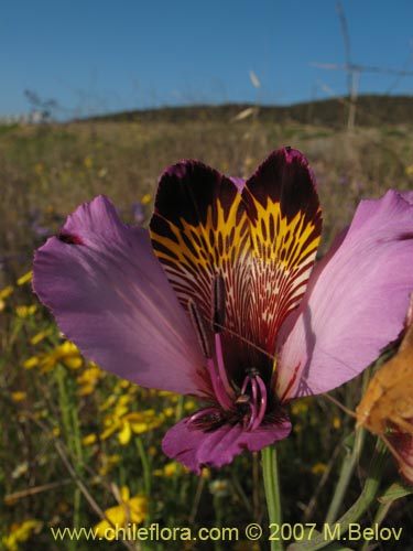 Image of Alstroemeria magnifica ssp. magenta (Alstroemeria). Click to enlarge parts of image.