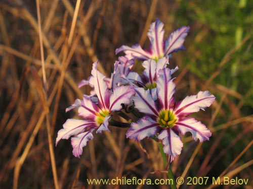 Image of Leucocoryne vitatta (). Click to enlarge parts of image.