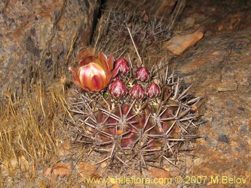 Eriosyce curvispinaの写真