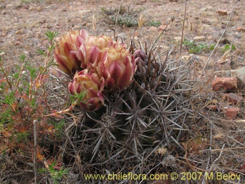 Eriosyce curvispinaの写真