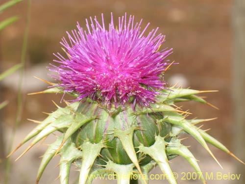 Image of Silybum marianum (Cardo mariano / Cardo santo). Click to enlarge parts of image.