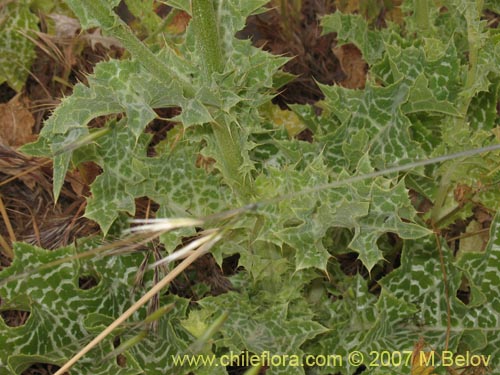 Image of Silybum marianum (Cardo mariano / Cardo santo). Click to enlarge parts of image.