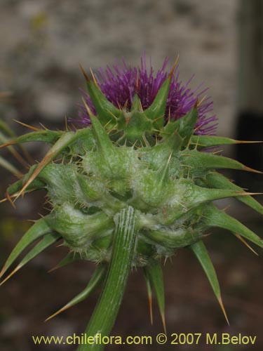 Image of Silybum marianum (Cardo mariano / Cardo santo). Click to enlarge parts of image.