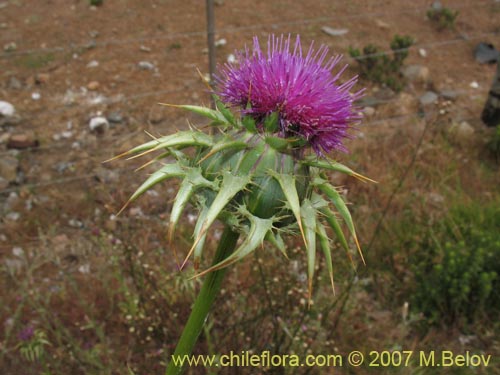 Image of Silybum marianum (Cardo mariano / Cardo santo). Click to enlarge parts of image.