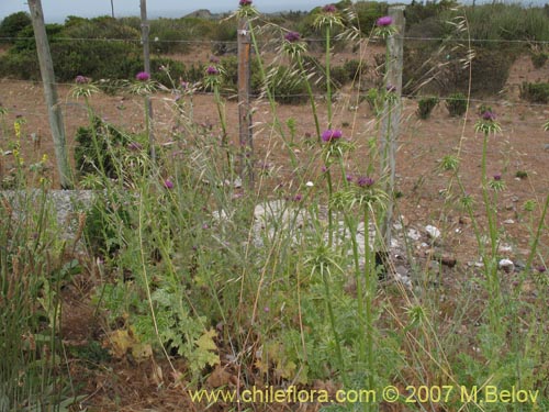Image of Silybum marianum (Cardo mariano / Cardo santo). Click to enlarge parts of image.