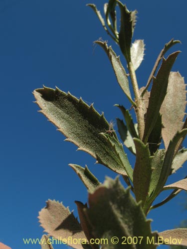 Bild von Haplopappus velutinus?? (). Klicken Sie, um den Ausschnitt zu vergrössern.